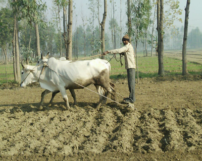 Plowing field with oxen