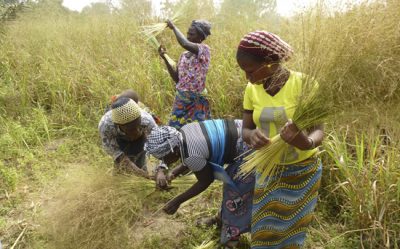 Alaffia Grass Harvesters