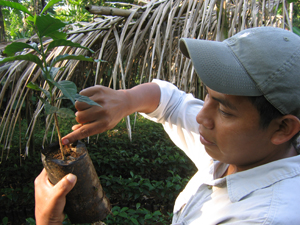 Coffee Plant