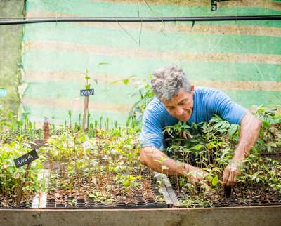 Planting seedlings