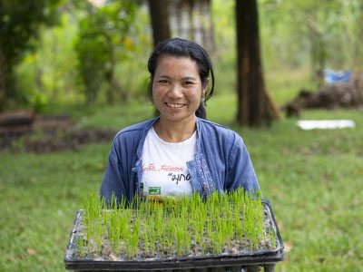 Dokeo Sayamoungkhoun, a Lao rice farmer holds up tray of rice plants – photo by SuePrice