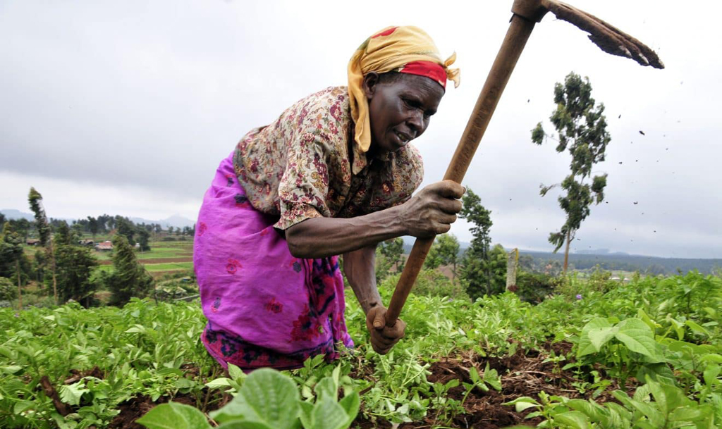 Woman farmer hoeing crops