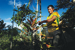 Lucio Ordonez Sullca harvesting at the “test farm” near Pangao, Peru.