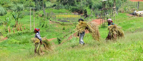 Women Workin in Fields - Coop Coffees