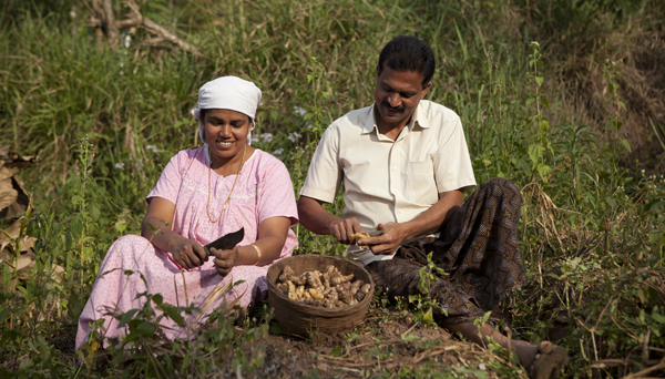 Renna Jose and K.P Jose, ginger farmers scraping ginger tubers,Wayanad, Kerala.