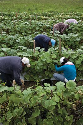 farmworkers