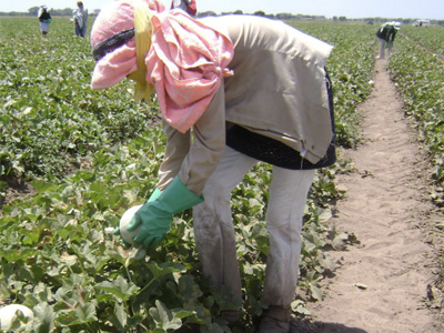 Farm Worker Picking Melons - Fyffes Farm