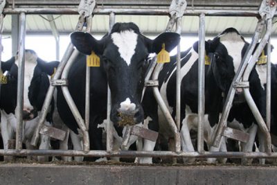 Feed Lot Cattle Pen- dairy cattle