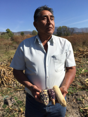 Corn Farming- Moises Fuentes, Mexico