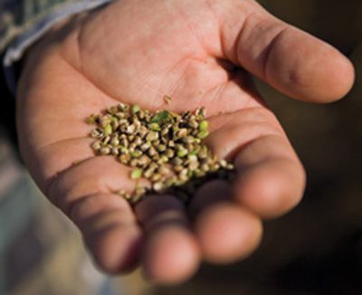 Hemp Seeds