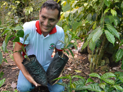 Gerardo Goicochea holding coffee plants in Peru - Cooperative Coffees