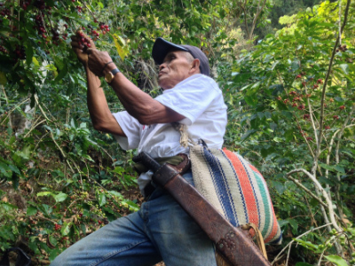 Coffee farmer picks coffee beans at Enjambre Cafetalero Co-op, Mexico- Issue 19: Coffee in Crisis