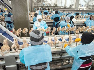 Processing Chickens Before Packaging