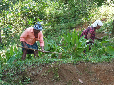 Members of Fair Trade Alliance Kerala tending crops