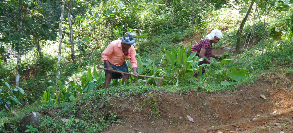 Members of Fair Trade Alliance Kerala tending crops