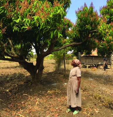 Looking up into a Mango Tree - YieldWise Initiative - Her Labor, His Land