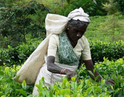 Tea plantation worker in India picking tea