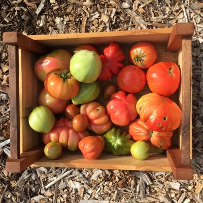 photo of heirloom tomatoes in wooden crate