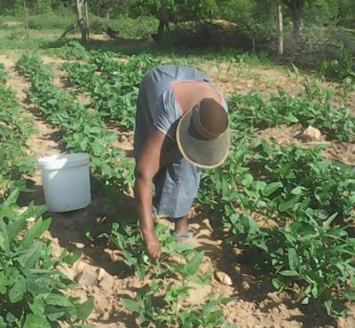 Woman Farm Worker - Keeping the Struggles of Peasant Women Alive, by Elizabeth Mpofu